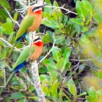 Recorded at De Mond Farms by Alistair Kil[pin 31st March 2025